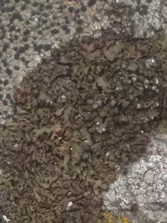 Mealy Camouflage Lichen thumbnail 3