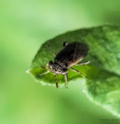 Large Big-eyed Bug thumbnail 4