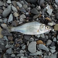 White Perch thumbnail 1