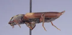 Brown Spruce Longhorn Beetle thumbnail 2