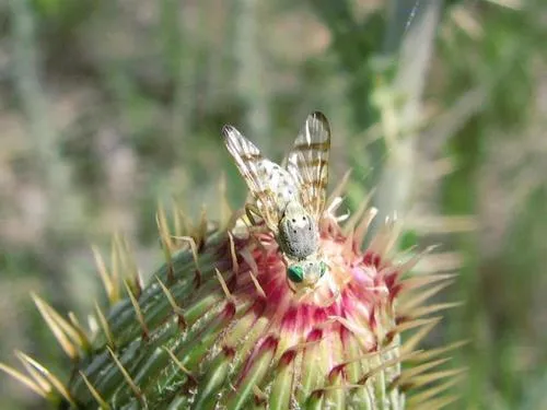 Terellia occidentalis