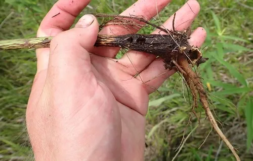 giant sunflower borer moth