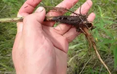 giant sunflower borer moth thumbnail 1