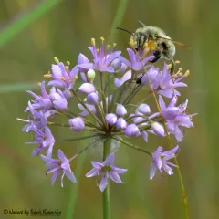 broad-handed leafcutter bee thumbnail 2