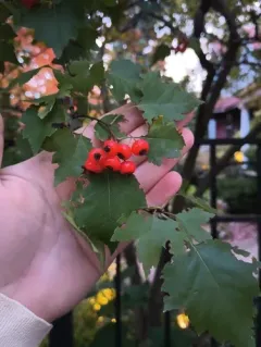 Washington hawthorn thumbnail 2