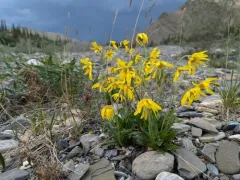 Snow Arnica thumbnail 2