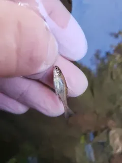 Umpqua Chub thumbnail 1
