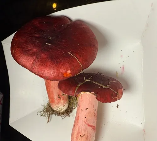 Redhead Russula
