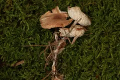 Gymnopus barbipes thumbnail 3