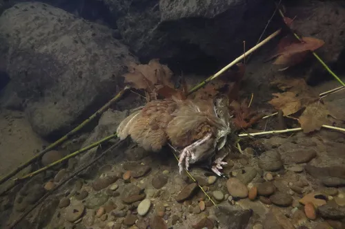 Red Junglefowl