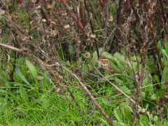 Little Bunting thumbnail 2