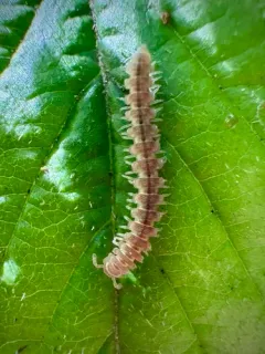Scytonotus simplex thumbnail 3
