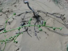 Smooth Goosefoot thumbnail 4