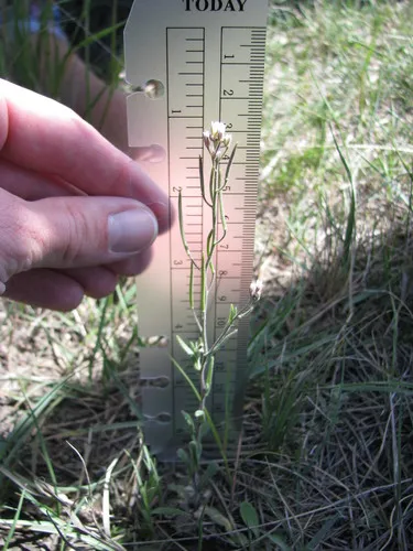 strictwort
