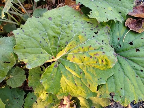Coltsfoot Leaf Spot
