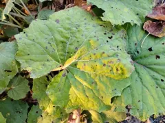 Coltsfoot Leaf Spot thumbnail 1