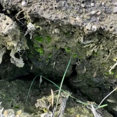 Micromitrium synoicum thumbnail 2