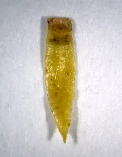 Pacific clubmoss thumbnail 1