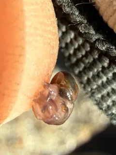 Eastern Glass-snail thumbnail 3