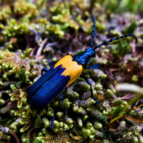 Eastern Elderberry Borer