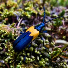 Eastern Elderberry Borer thumbnail 1