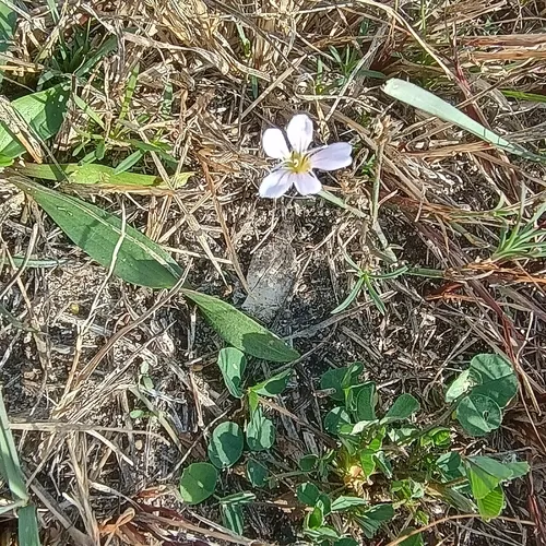 Tunicflower