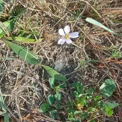 Tunicflower thumbnail 1