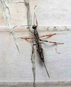 Xorides albopictus thumbnail 2