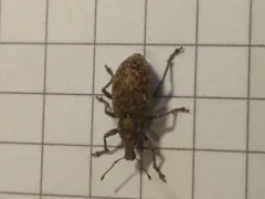 Trichalophus alternatus thumbnail 3