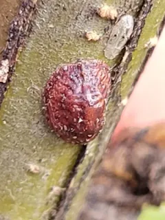 European Fruit Scale thumbnail 3