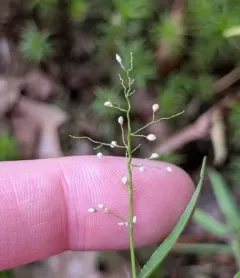 round-fruited rosette-panicgrass thumbnail 1