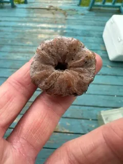 Trichoderma avellaneum thumbnail 2