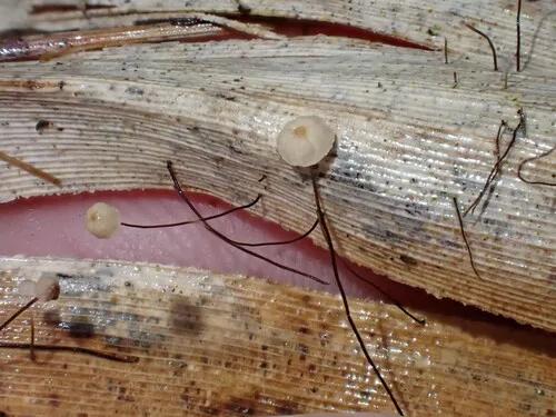 Marasmius limosus
