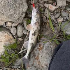 Sauger thumbnail 3