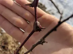 Neolasioptera nodulosa thumbnail 4