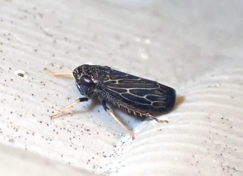 Limotettix uhleri