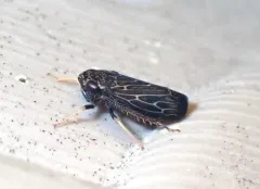 Limotettix uhleri thumbnail 1