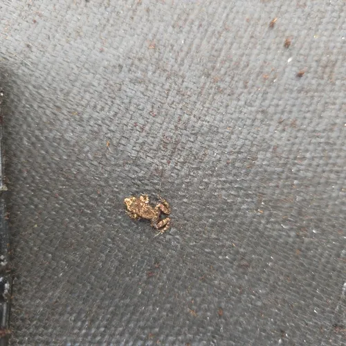 Greenhouse Frog
