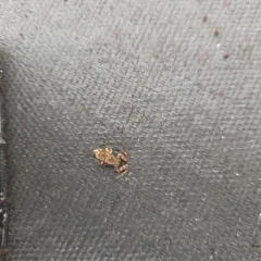 Greenhouse Frog thumbnail 1
