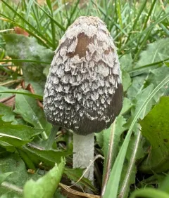 Magpie Inkcap thumbnail 2