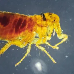 Cat Flea thumbnail 4