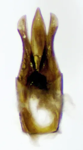 Trim Click Beetle