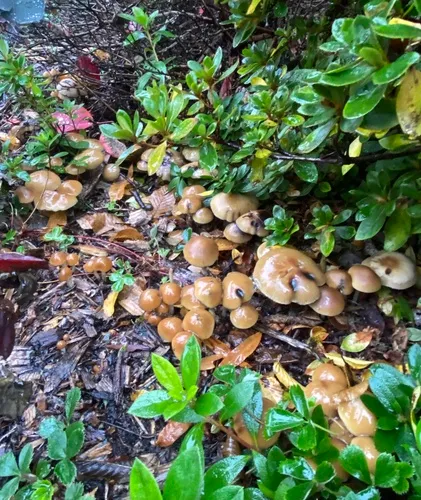 Cyclone Psilocybe