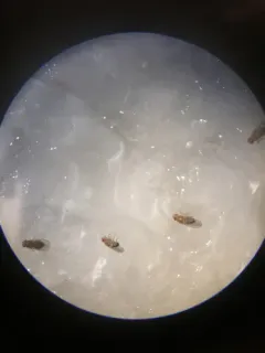 Common Fruit Fly thumbnail 4
