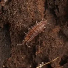 Detonella papillicornis thumbnail 2
