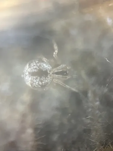 Cryptachaea blattea