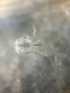 Cryptachaea blattea thumbnail 1