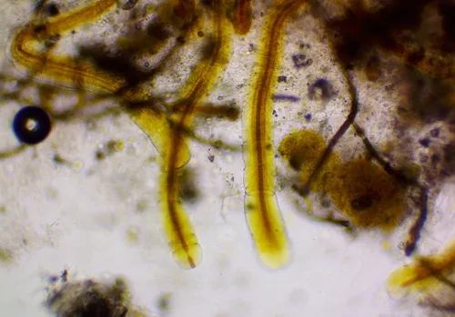 Petalonema alatum