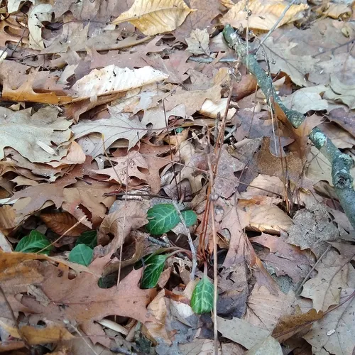 American wintergreen