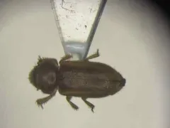 Tropicus pusillus thumbnail 2